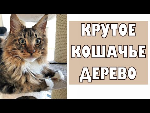 Видео: Котята мейн куны - 18. Новое кошачье дерево
