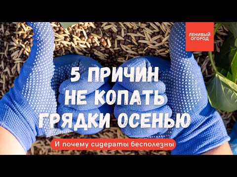 Видео: Грядки осенью под зиму | 5 причин не копать | Сидераты для огорода | Чем удобрять грядки