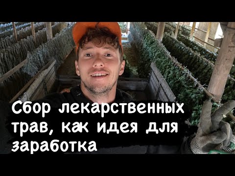 Видео: Бизнес без вложений|лекарственные травы|сбор трав