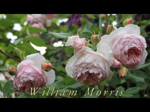 Видео: розовое лето 2019