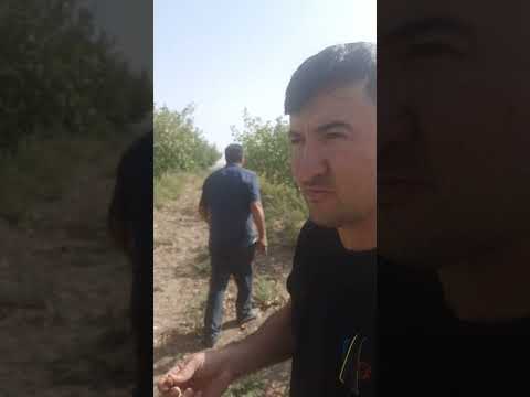 Видео: пистапарвари дар Данғара(1)