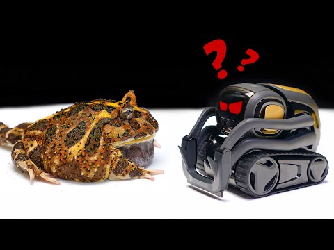 Видео: ЧТО ЕСЛИ РОБОТ ANKI VECTOR УВИДИТ ЖИВУЮ ЖАБУ? ИСКУССТВЕННЫЙ ИНТЕЛЛЕКТ VS ЖАБА