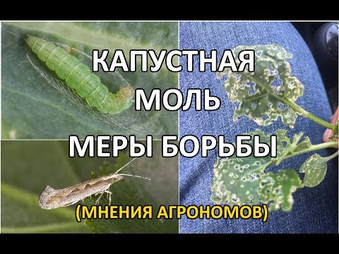 Видео: Капустная моль (меры борьбы)