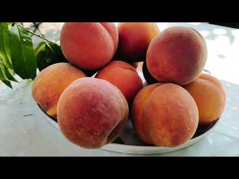 Видео: Персик МЕСИНА - шедевр серед пізніх сортів персиків.