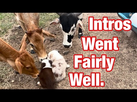 Видео: Знакомство новых щенков со стадом
