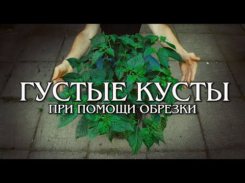 Видео: Топпинг-обрезка острого перца. Формируем густые кусты.