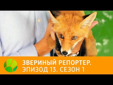 Видео: Звериный репортер. Эпизод 13. Сезон 1 | Живая Планета