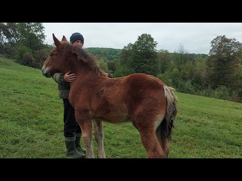 Видео: 🔊😊Синок Добрині Роні💪І красиві кобили в Миколи✅️🎯🔥