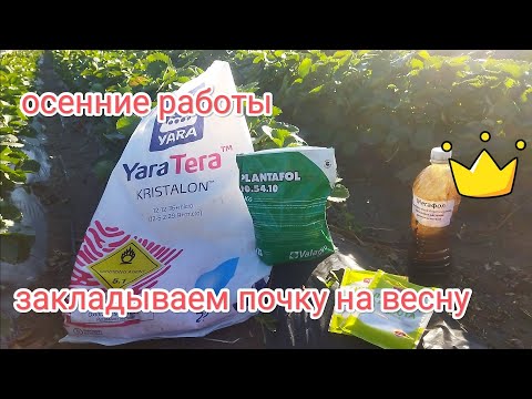 Видео: Осенние работы на клубнике, закладываем почку на весну 