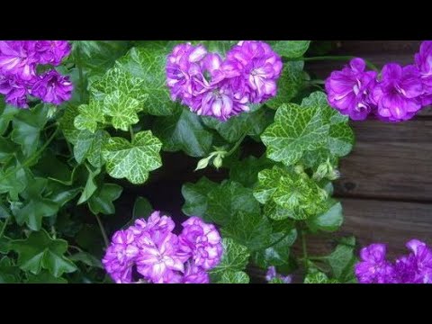 Видео: Купила новые сорта пеларгоний. Они просто шикарны!