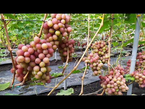 Видео: Ландыш, Чернява Дивчина, Богема, Мускат Дубовский , Воплощение - обзор винограда!!!