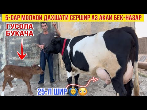 Видео: 25-л ШИР 5-САР МОЛХОИ АКАИ БЕК-НАЗАР 25 октября 2025 г.