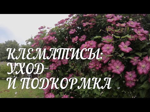 Видео: Клематисы: уход, подкормка, подготовка к зиме