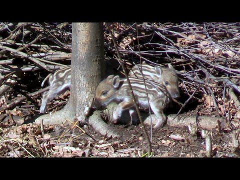 Видео: Семья диких Кабанов на болоте.Часть 2.Поросята.Eine Wildschweinfamilie in einem Sumpf.Teil 2.Ferkel.