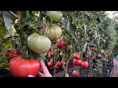 Видео: ОЧЕНЬ МНОГО ТОМАТОВ, ОБЗОР! Секреты выращивания 