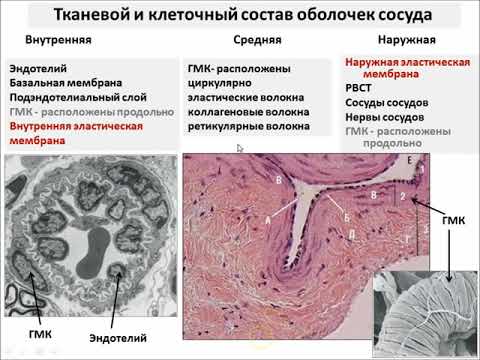 Видео: Лекция: "Сердечно сосудистая система"