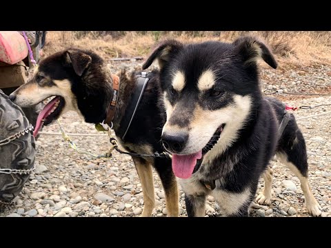 Видео: Ездовые собаки Аляски и гонки длиною в 1000 миль.