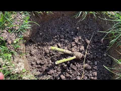 Видео: Як я саджу троянди