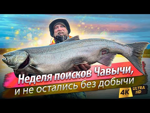 Видео: 🇷🇺 Трофейные чавычи взяты! Рыбалка на Камчатке