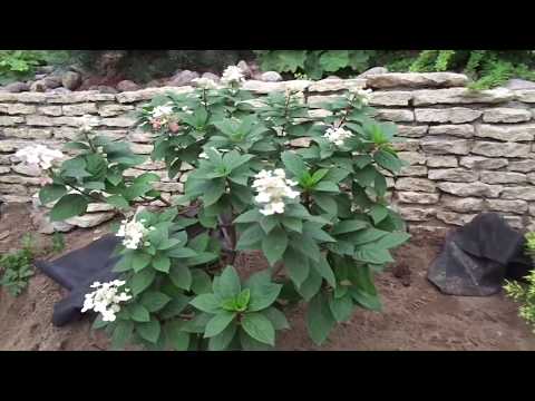 Видео: 2-й фильм -ГОРТЕНЗИИ В САДУ Людмилы Турубановой в Осиновой Роще-  https://vk.com/id127371941