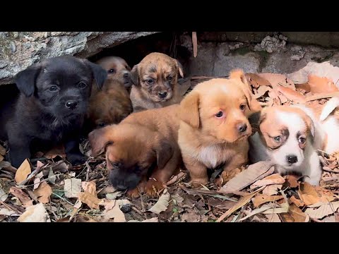 Видео: Шокирующее открытие! Семь невероятно милых собак 🐶 живут в лесу? 🐶🐕😘👍👍👍