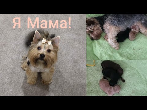 Видео: Dogvlog/Элла стала мамой/Первые роды у Йорка