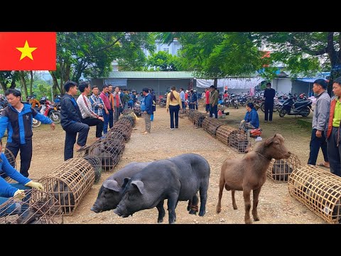 Видео: Исследуя традиционные рынки Вьетнама: Путешествие открытий