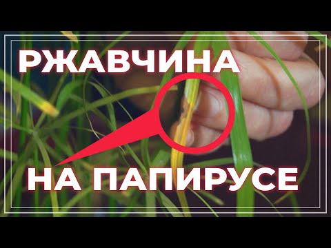 Видео: У циперуса желтеют листья. Ржавчина на папирусе