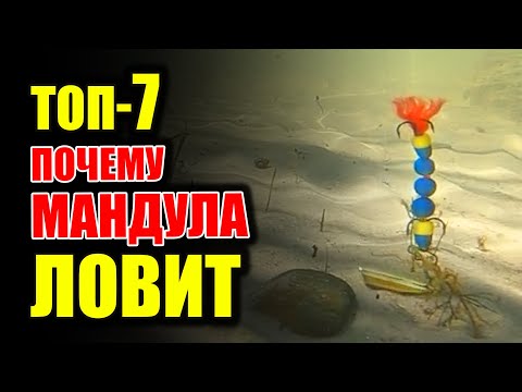 Видео: ТОП 7 преимуществ Мандулы или почему мандула Хорошо ловит