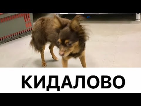 Видео: Что мы такое? Рассказ не о собаке