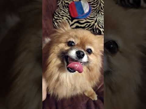 Видео: 1 этап родов шпица. Симптомы начало родов.