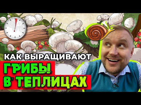 Видео: Как выращивают ГРИБЫ В ТЕПЛИЦАХ || расскажу @ЗАПАРУМИНУТ