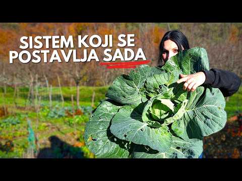 Видео: Как я выращиваю КАПУСТУ без потерь от насекомых, блох и тли?