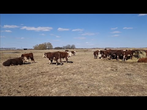 Видео: НАВЕЩАЕМ НАШИХ БЫЧКОВ НА ЛЕТНЕМ ПАСТБИЩЕ. Проверяем ограждение и самочувствие Животных. 10.4.21г...