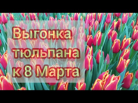 Видео: Выгонка тюльпана к 8 Марта  1 марта