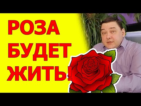 Видео: Комнатная роза после покупки | Что нужно сделать чтобы не погибла