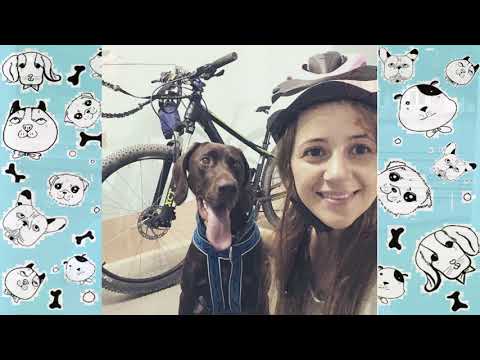 Видео: Курцхаар Рада Алёны Рачинской.