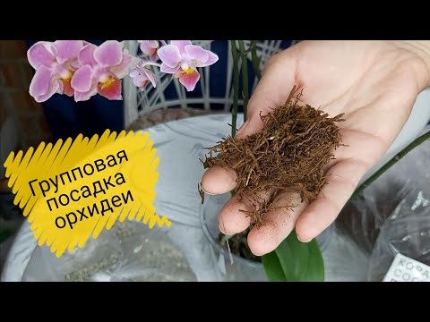 Видео: Эти ОРХИДЕИ захватили МОЕ СЕРДЦЕ❤/ Групповая посадка МУЛЬТИФЛОР на фитиль