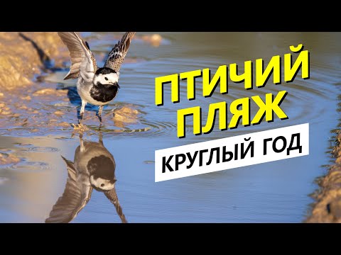 Видео: Как и зачем птицы пьют и купаются