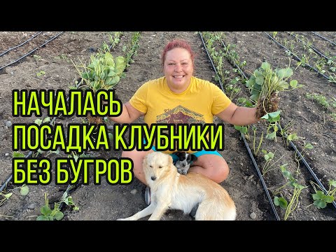 Видео: Копанка |открытая корневая система