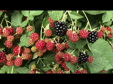 Видео: Ежевика Честер, середина августа - ягодная стена
