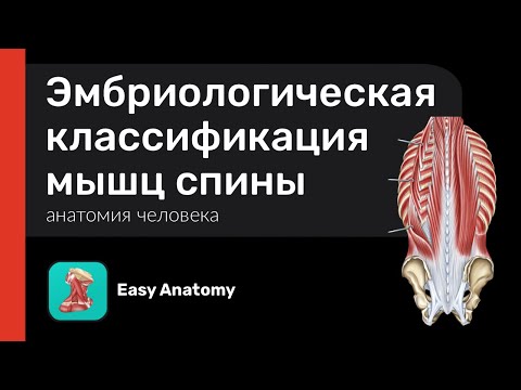 Видео: Эмбриологическая классификация мышц спины