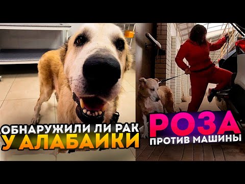 Видео: Пришли анализы по алабайке с кладбища. Есть ли онкология? Реабилитация Проши Мурыси. Виола опять...