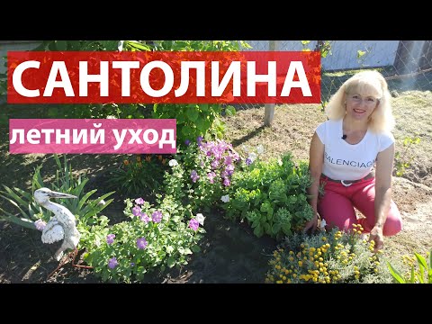 Видео: Сантолина в ландшафтном дизайне  Уход за сантолиной