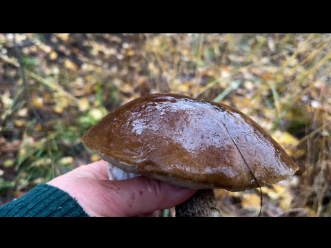 Видео: Это я вчера говорила-устала! Сегодня трудовые! Как Светлана 🍄‍🟫 грибы находит там где были грибники!