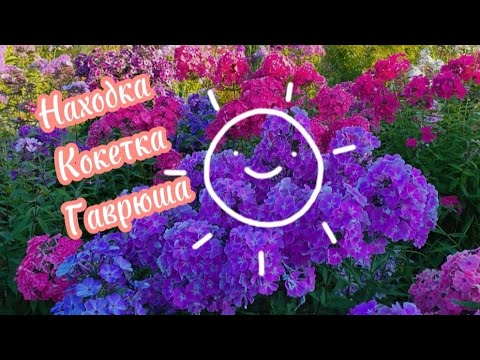 Видео: Обзор флоксов моей коллекции: Находка, Кокетка, Гаврюша #флоксы  #flowers