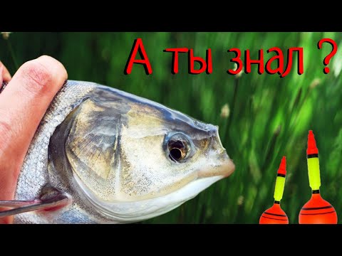 Видео: СНАСТЬ О КОТОРОЙ НЕ ЗНАЮТ - ( ТОТ САМЫЙ СЕКРЕТ )