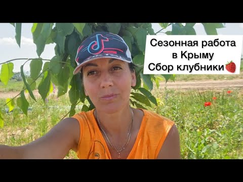 Видео: Сезонная работа - сбор клубники. Каково это?!