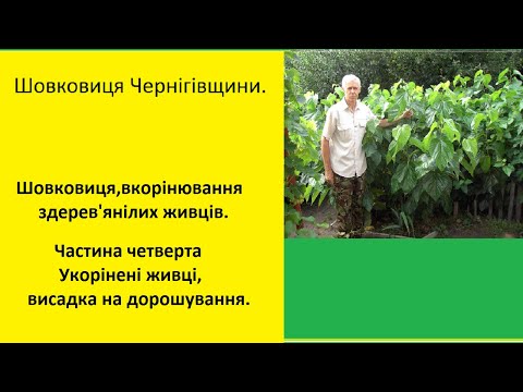 Видео: #Шовковиця ,вкорінювання здерев'янілих живців.Частина четверта. #Живці, висаджування на дорощування.