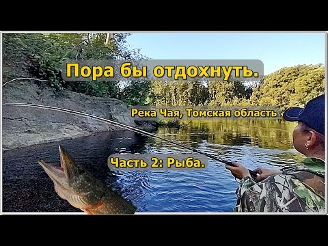 Видео: Пора бы отдохнуть. Река Чая, Томская область.  часть 2:  Рыба.